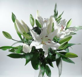 weiße Lilie Oriental