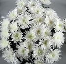 weiße Chrysantheme Anastasia