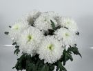 weiße Chrysantheme Rebonnet